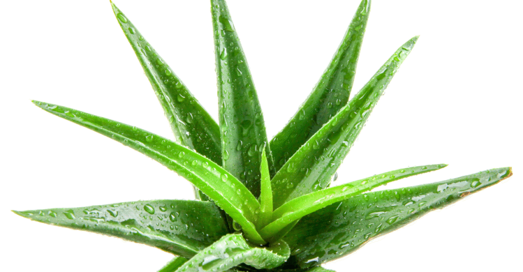 aloe vera