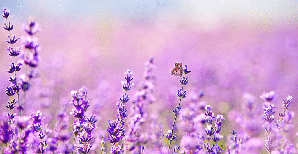 lavanda
