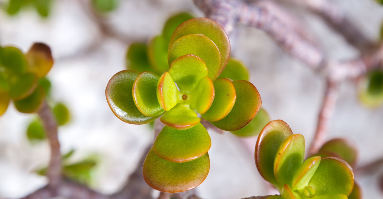 planta que atrai prosperidade e saúde